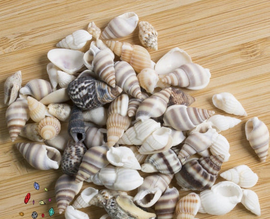 اصداف لعمل الرايزن